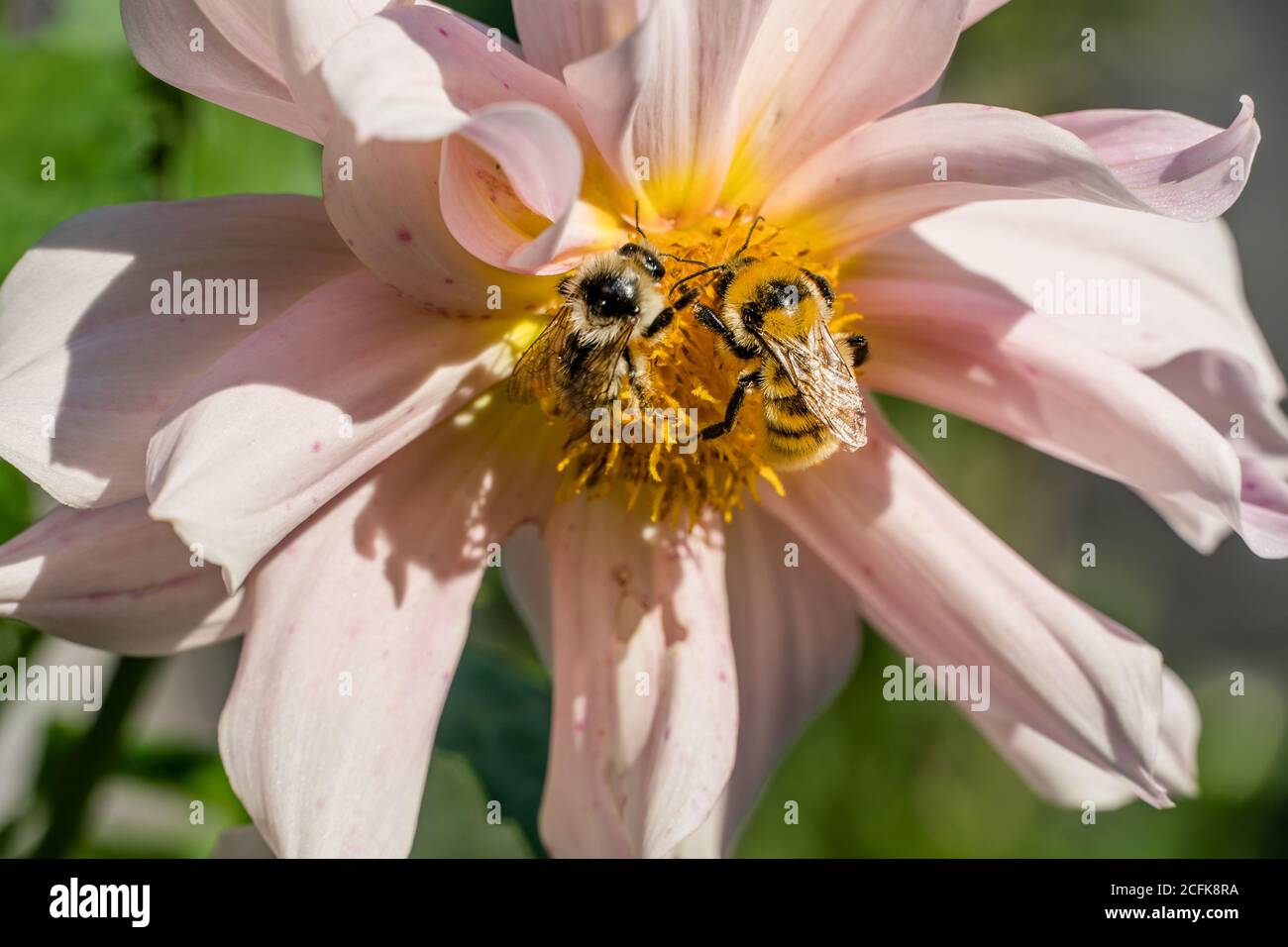 Photo wild bee collects nectar and pollinates the flower. The honey bee