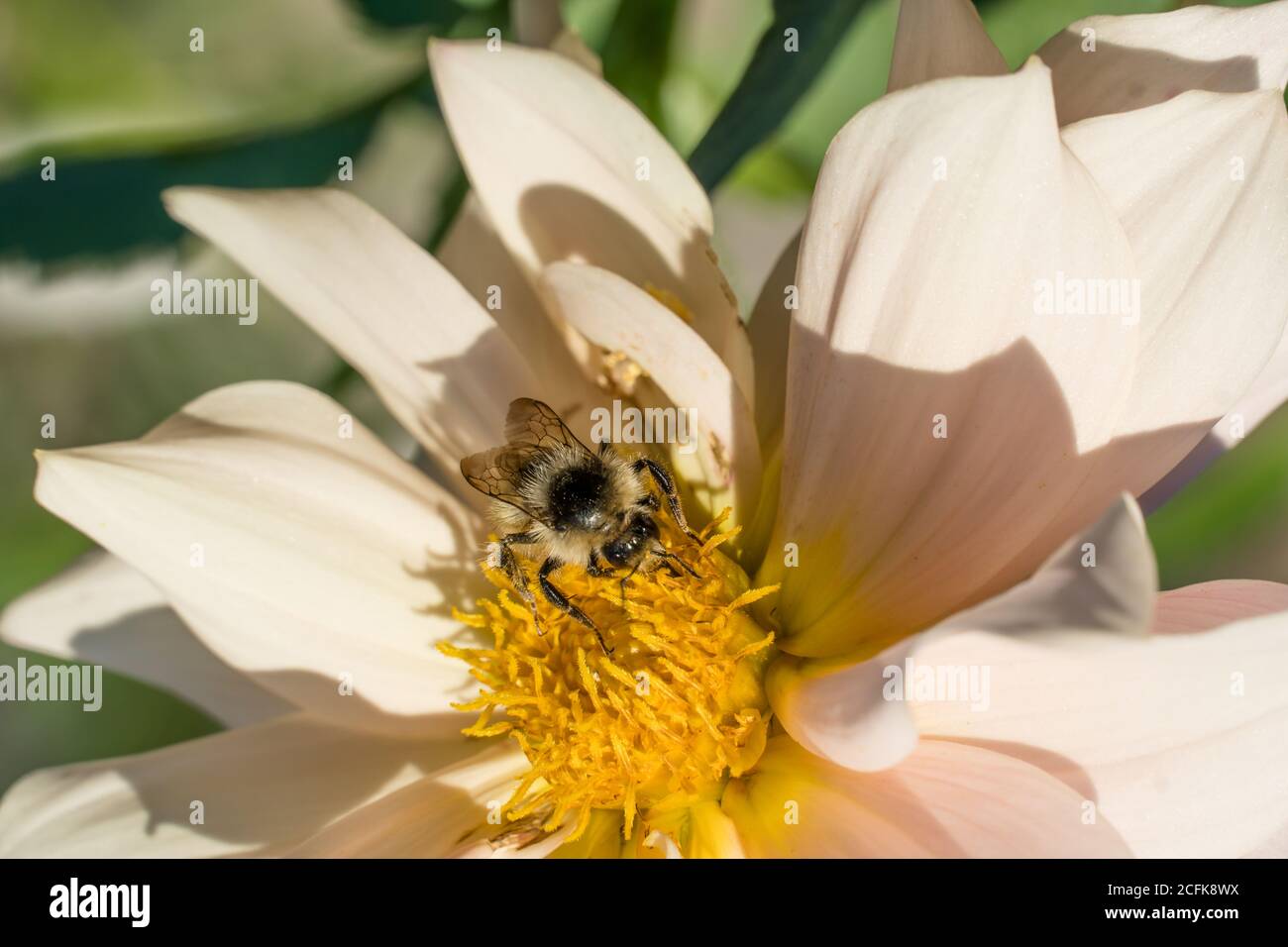 Photo wild bee collects nectar and pollinates the flower. The honey bee