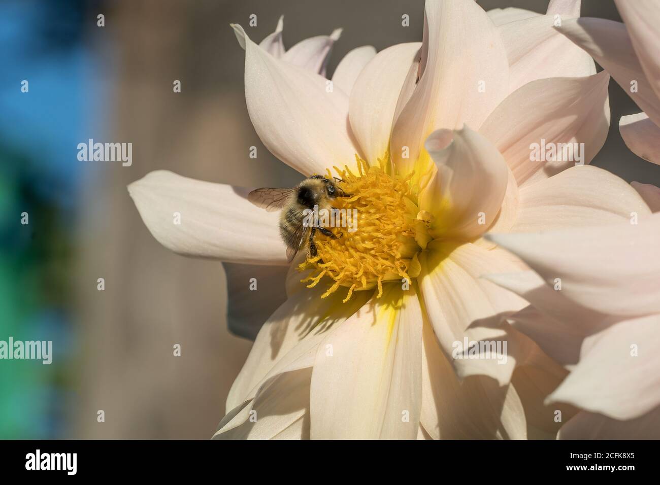 Photo wild bee collects nectar and pollinates the flower. The honey bee