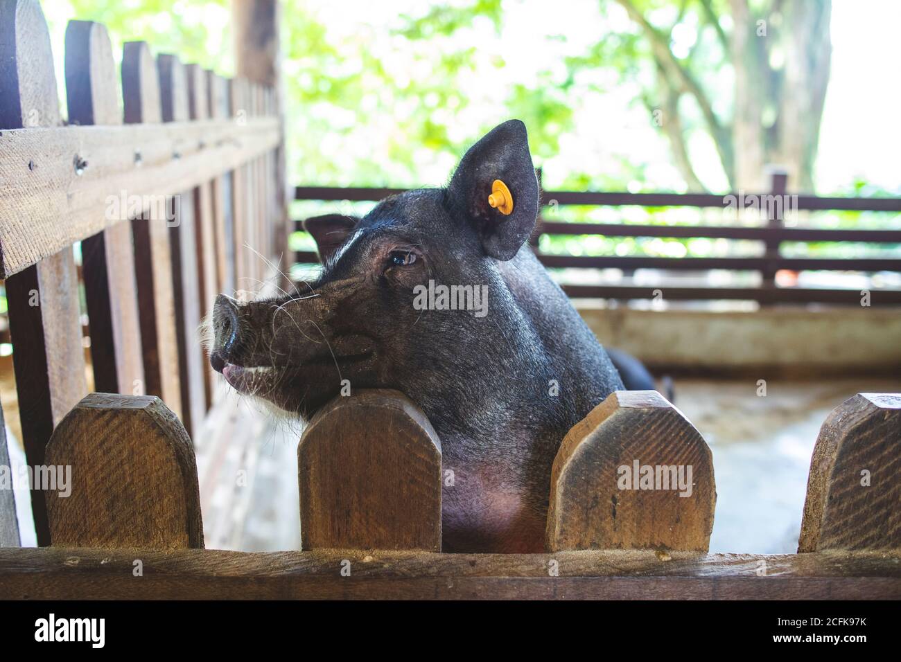 Boar domestic hi-res stock photography and images - Alamy