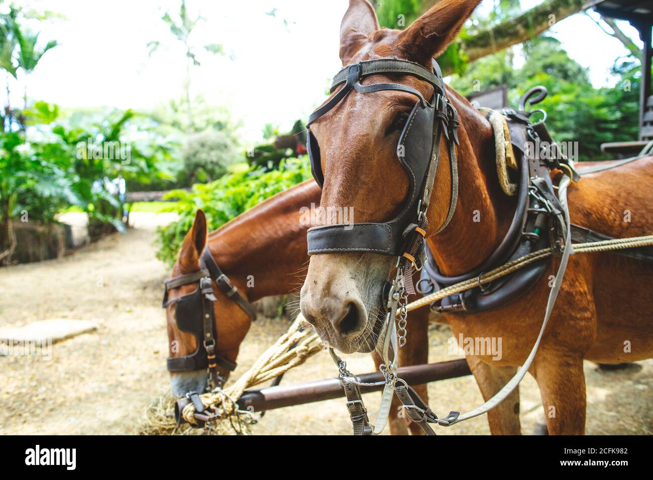 Chestnut horses hi-res stock photography and images - Alamy
