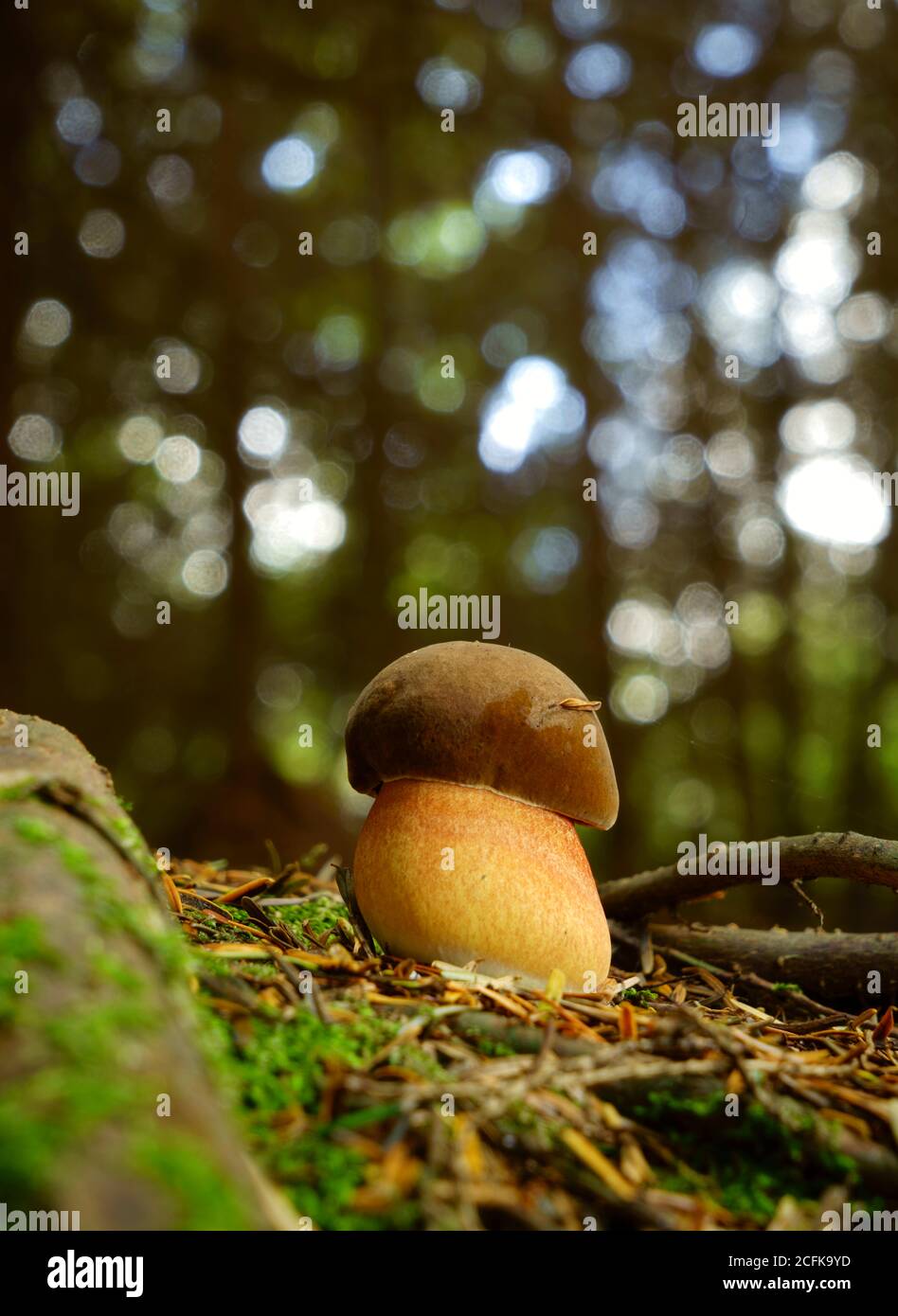 A type of Bolete fungi emerging from the forest floor. Stock Photo