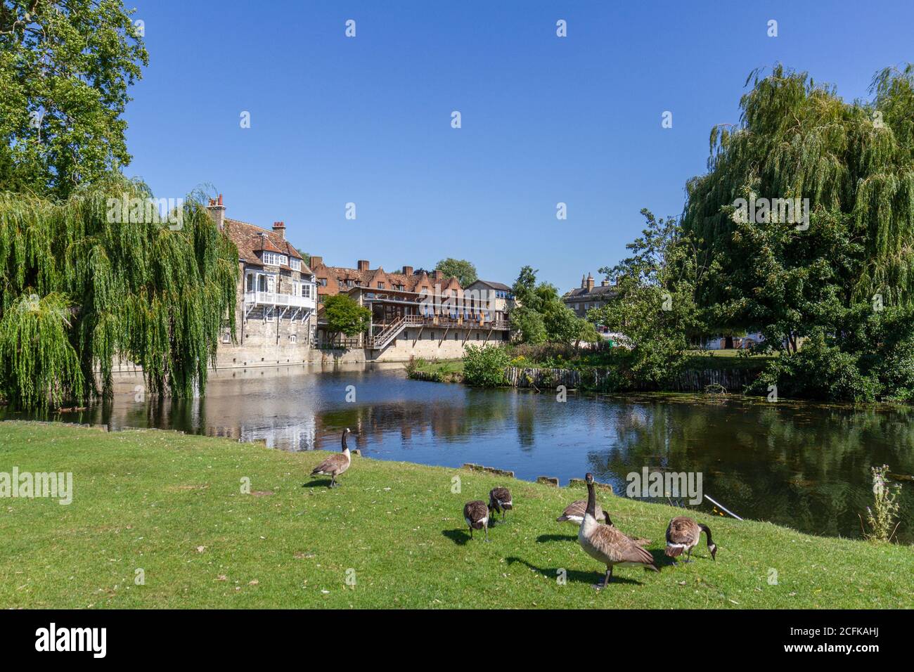 Canada geese beside the River Cam, looking towards Darwin College Library and Silver Street Bridge, Cambridge, UK. Stock Photo