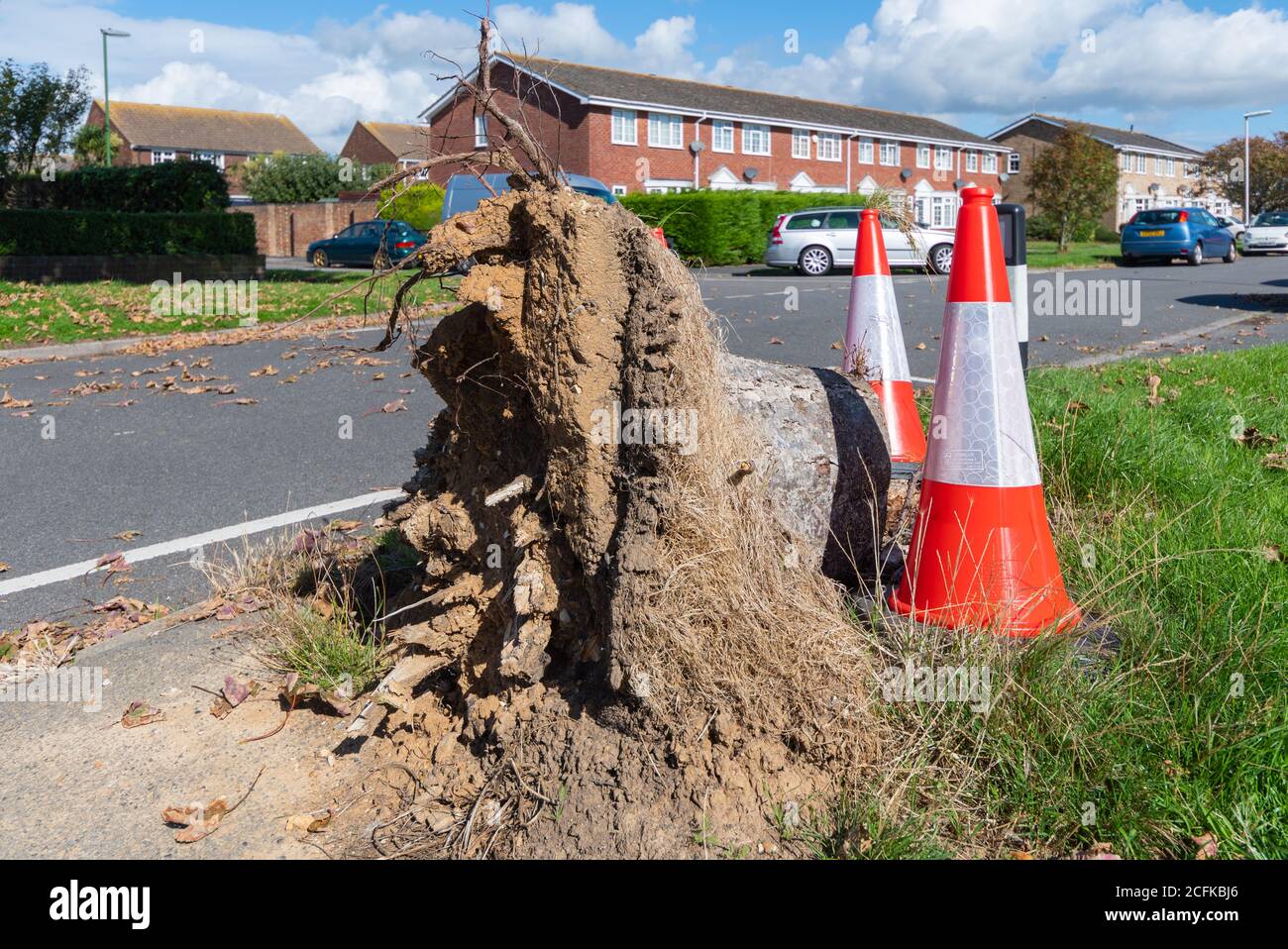 Uprooted, cut down remains of a tree trunk, with just the stump remaining with warning cones by the roadside in England, UK. Stock Photo