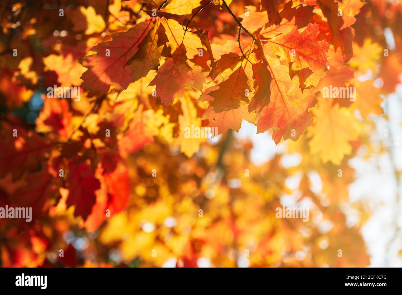 Fall background with dry leaves on the oak tree illuminated by october ...