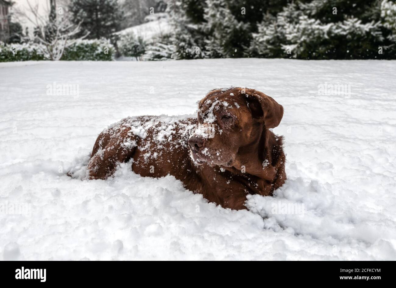 Old Chocolate Labrador Retriever dog lying down in the snow under the snowfall. Stock Photo
