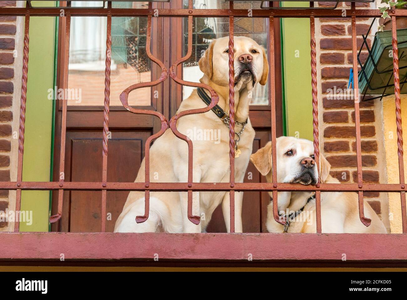 Due Labrador Retriever are looking through a metal railing from the ...
