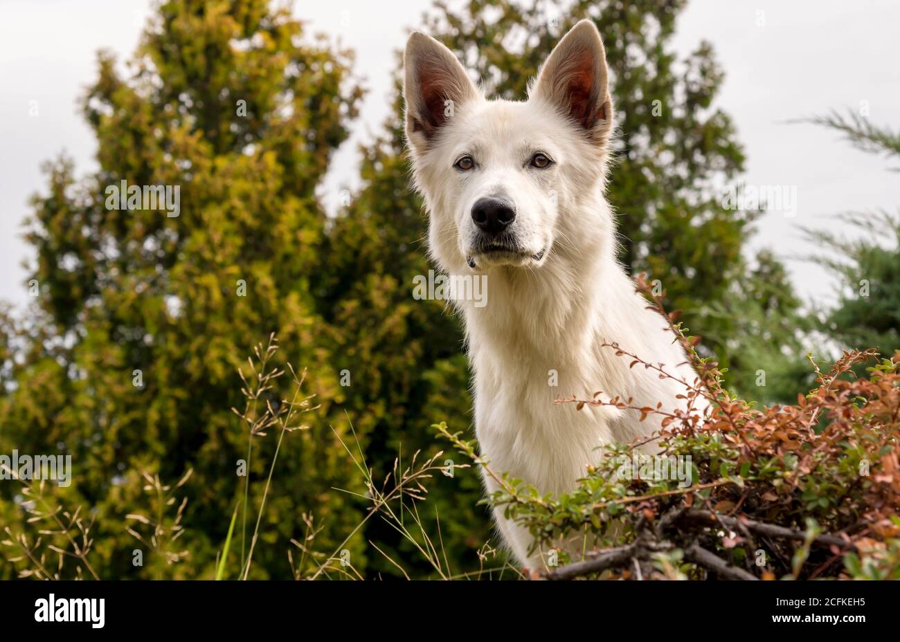 are swiss shepherds allergenic