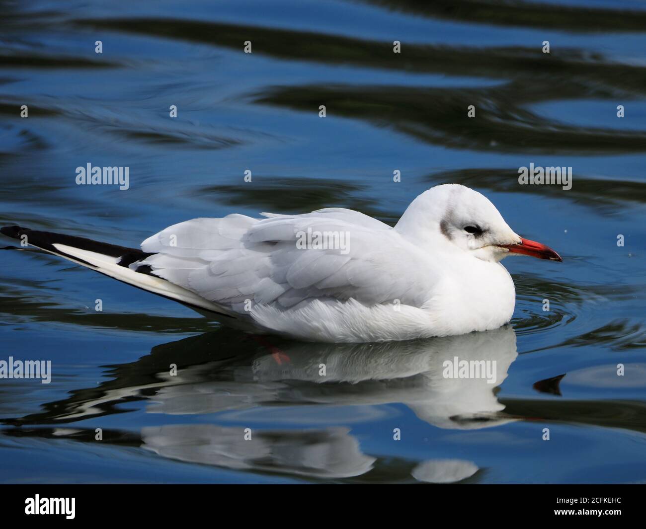Common Gull Larus Canus Stock Photo