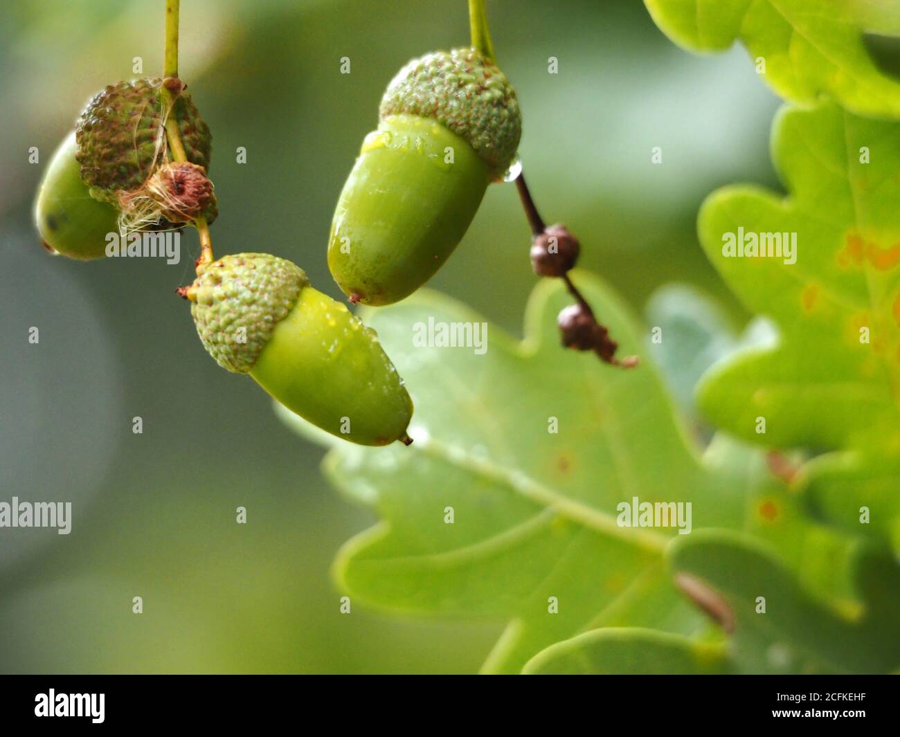 Acorns growing on oak tree hires stock photography and images Alamy