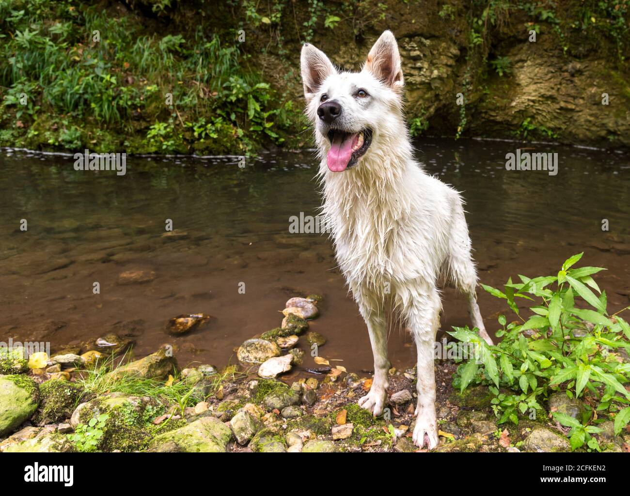 Wet White Swiss Shepherd dog after swimming in the lake. Stock Photo