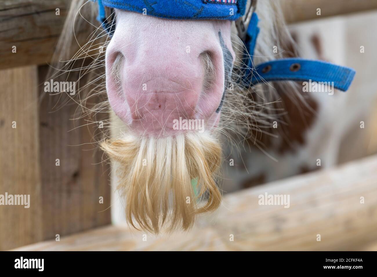 A head shot of a Welsh Cob stallion looking over a fence. Stock Photo