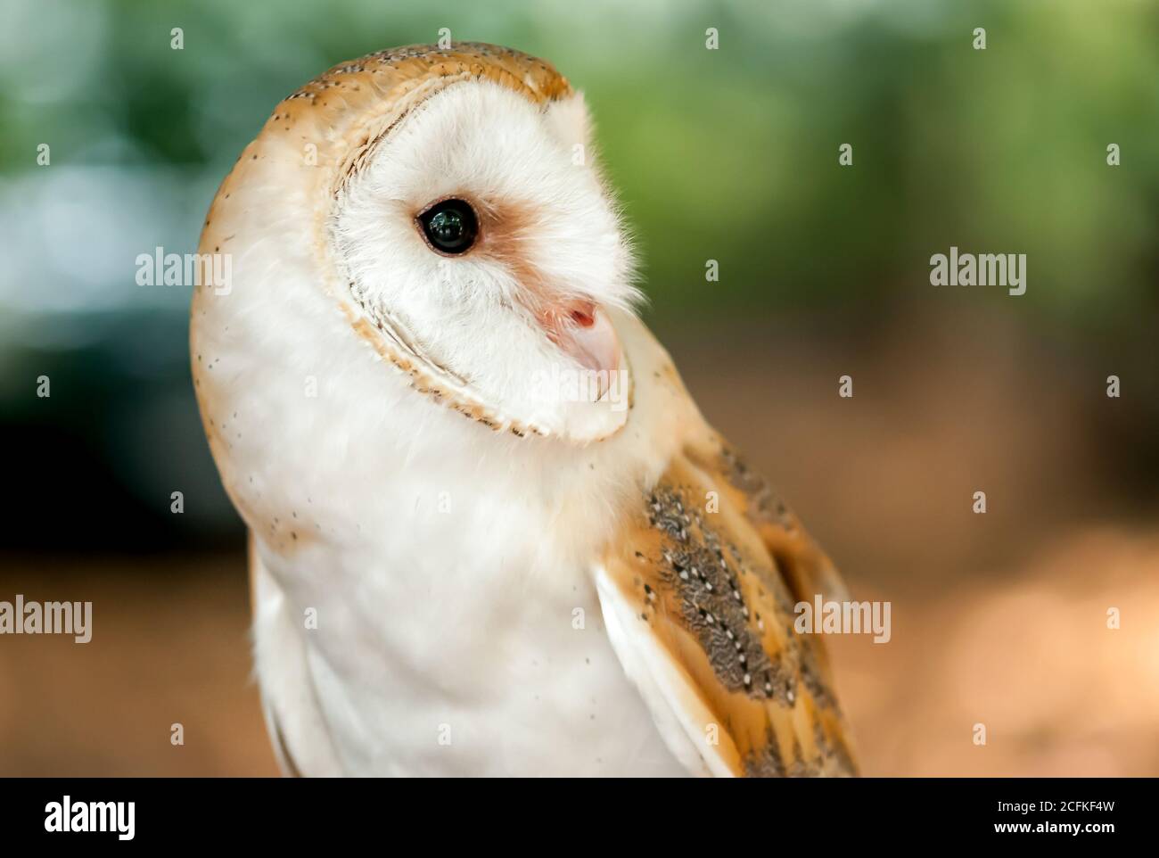 Barn Owl is the most widely species of owl, it is also referred to as the Common Barn Owl. Stock Photo