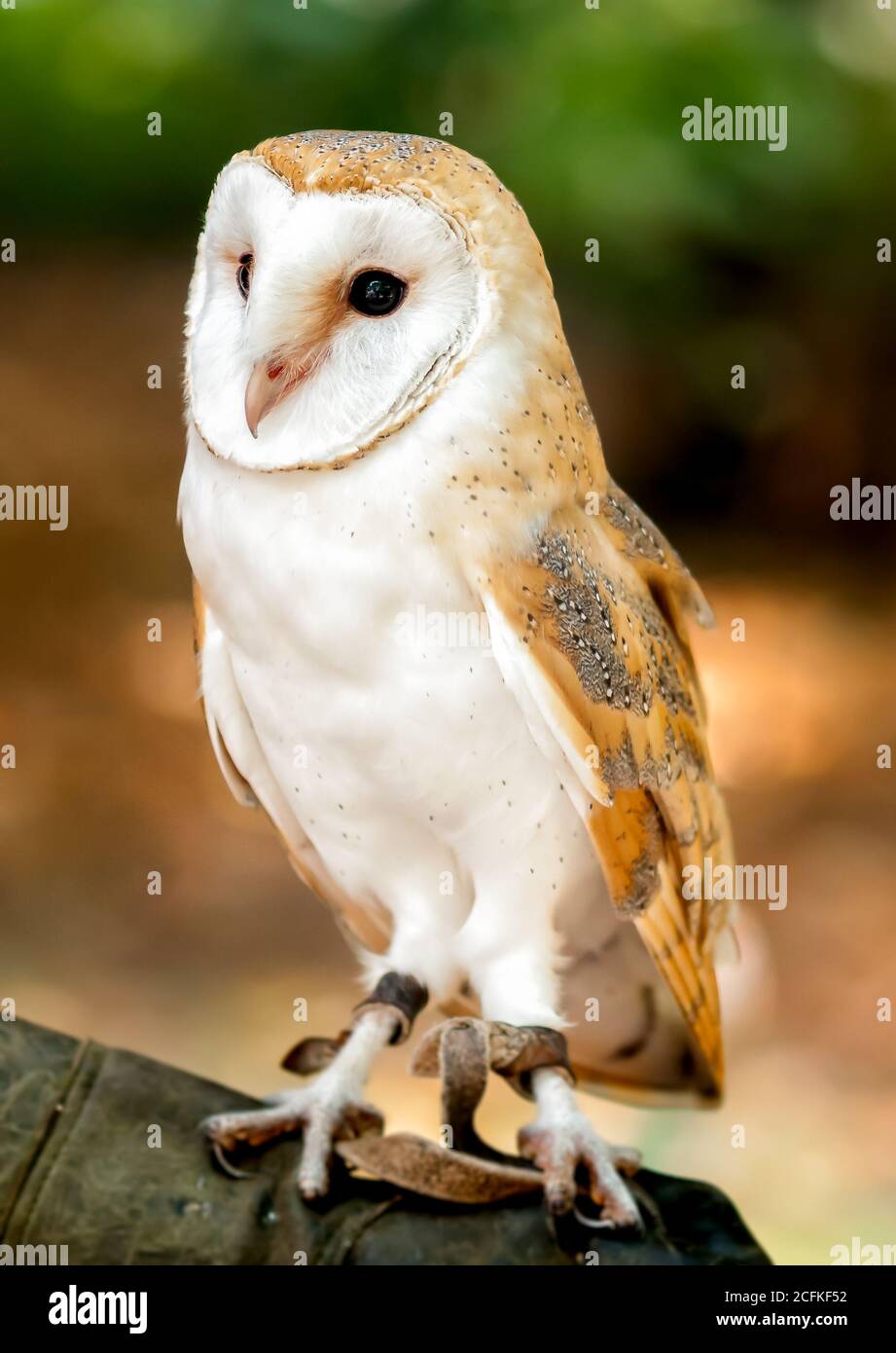 Barn Owl is the most widely species of owl, it is also referred to as the Common Barn Owl. Stock Photo