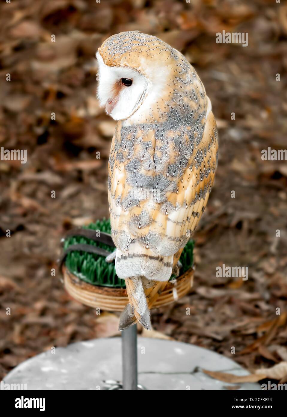 Barn Owl is the most widely species of owl, it is also referred to as the Common Barn Owl. Stock Photo