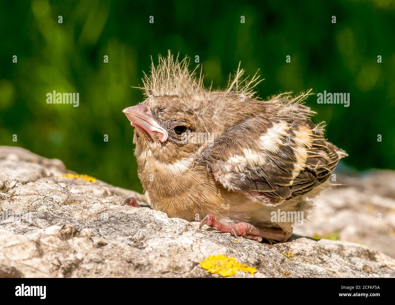 Blackbird chick out of the nest in the garden. Stock Photo