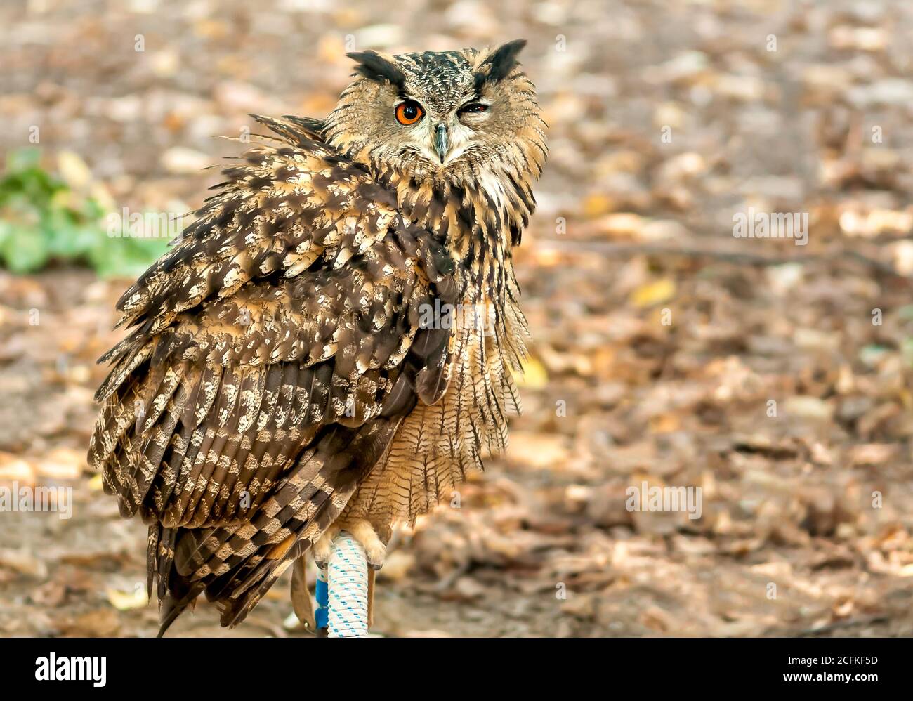 Eurasian eagle-owl sitting with one eye closed. Stock Photo