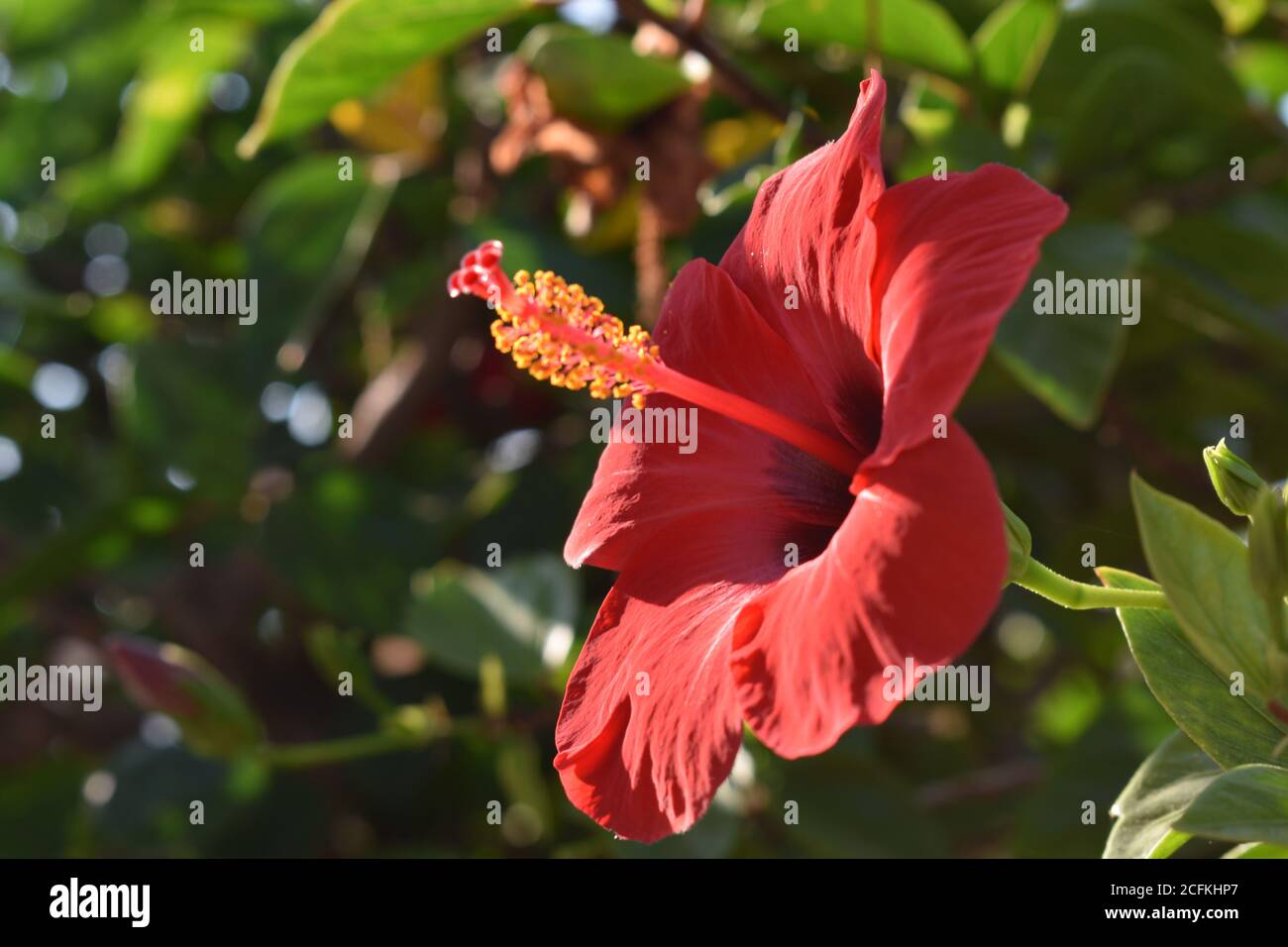Red Hibiscus, Ibisco Rosso, Sicilia Stock Photo