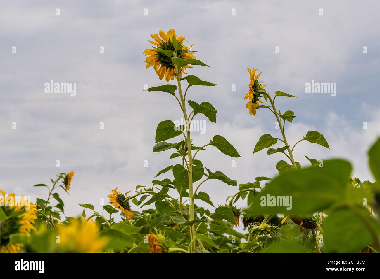 two yellow sunflower flowers have grown taller than the other flowers around, staring at the clouds in the blue sky Stock Photo
