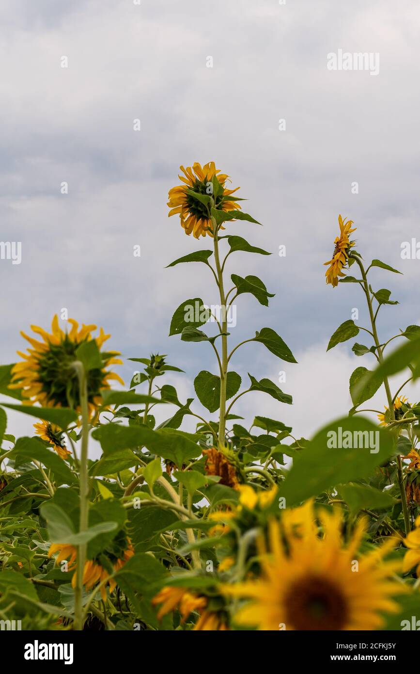 two yellow sunflower flowers have grown taller than the other flowers around, staring at the clouds in the blue sky Stock Photo