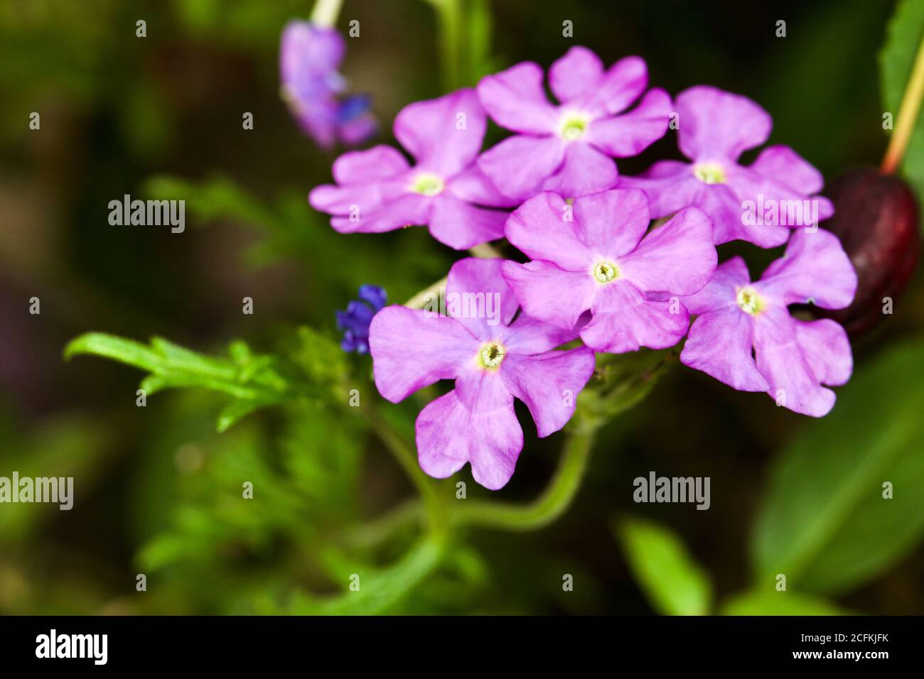 Beautiful lilac Verbena Stock Photo