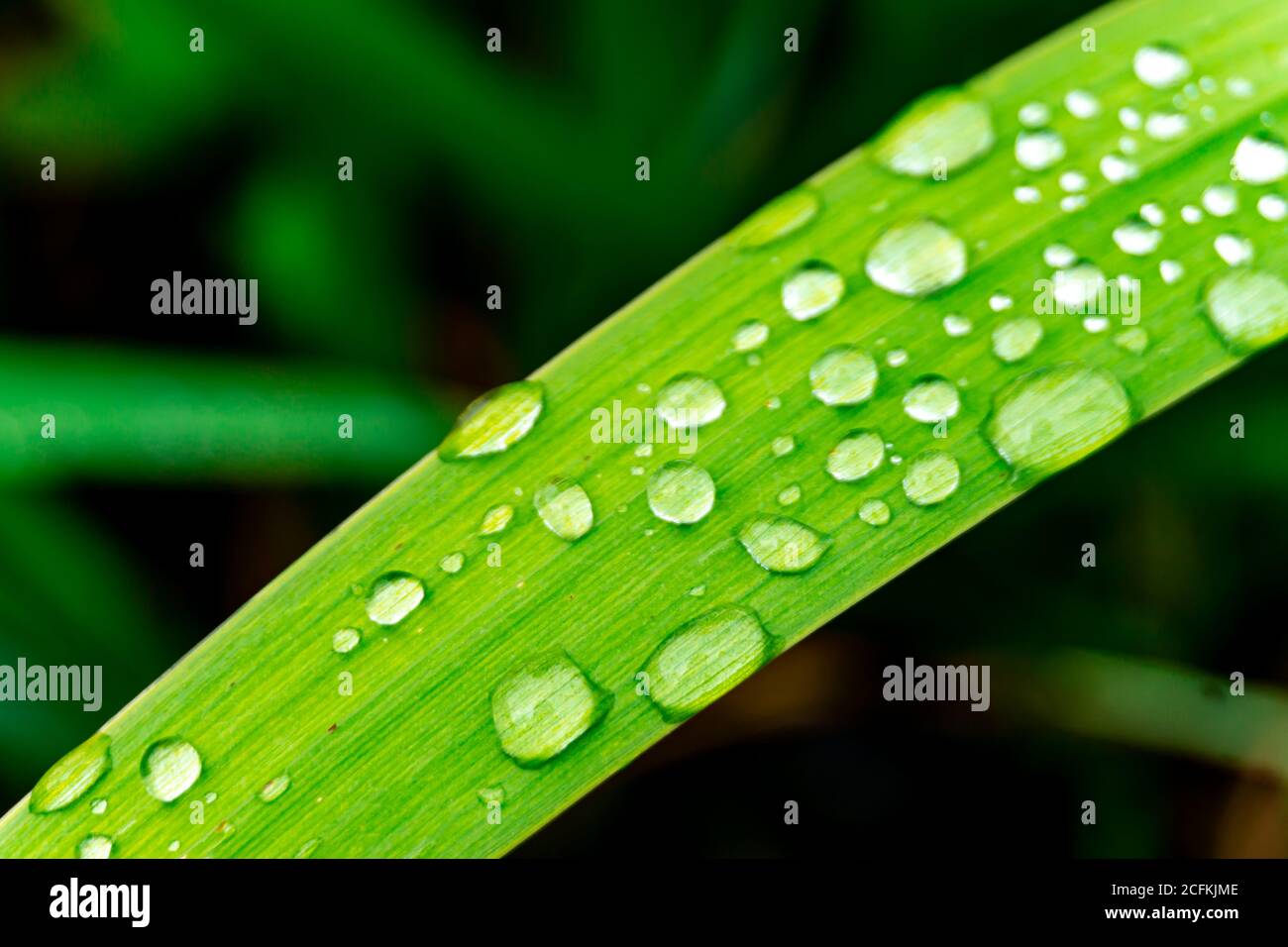 Waterdrops on grass Stock Photo
