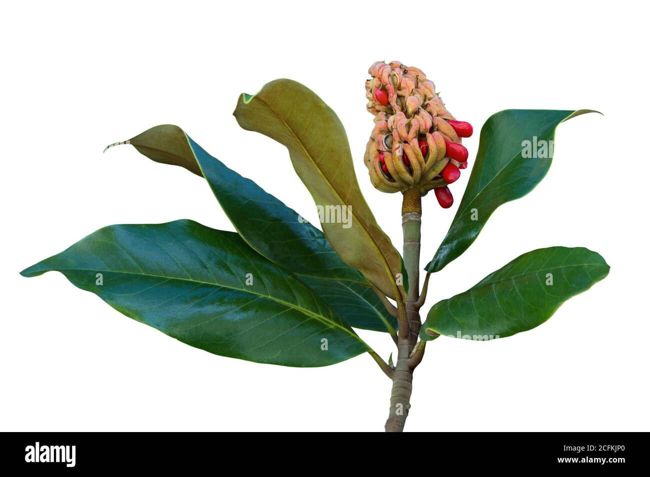 Autumn. One magnolia ( Magnolia grandiflora ) fruit with seeds and leaves. Isolated on white background Stock Photo
