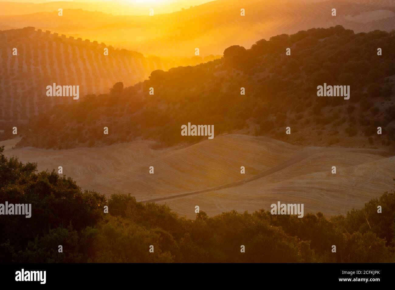 The dawn light begins to illuminate the olive fields in Andalusia Stock Photo