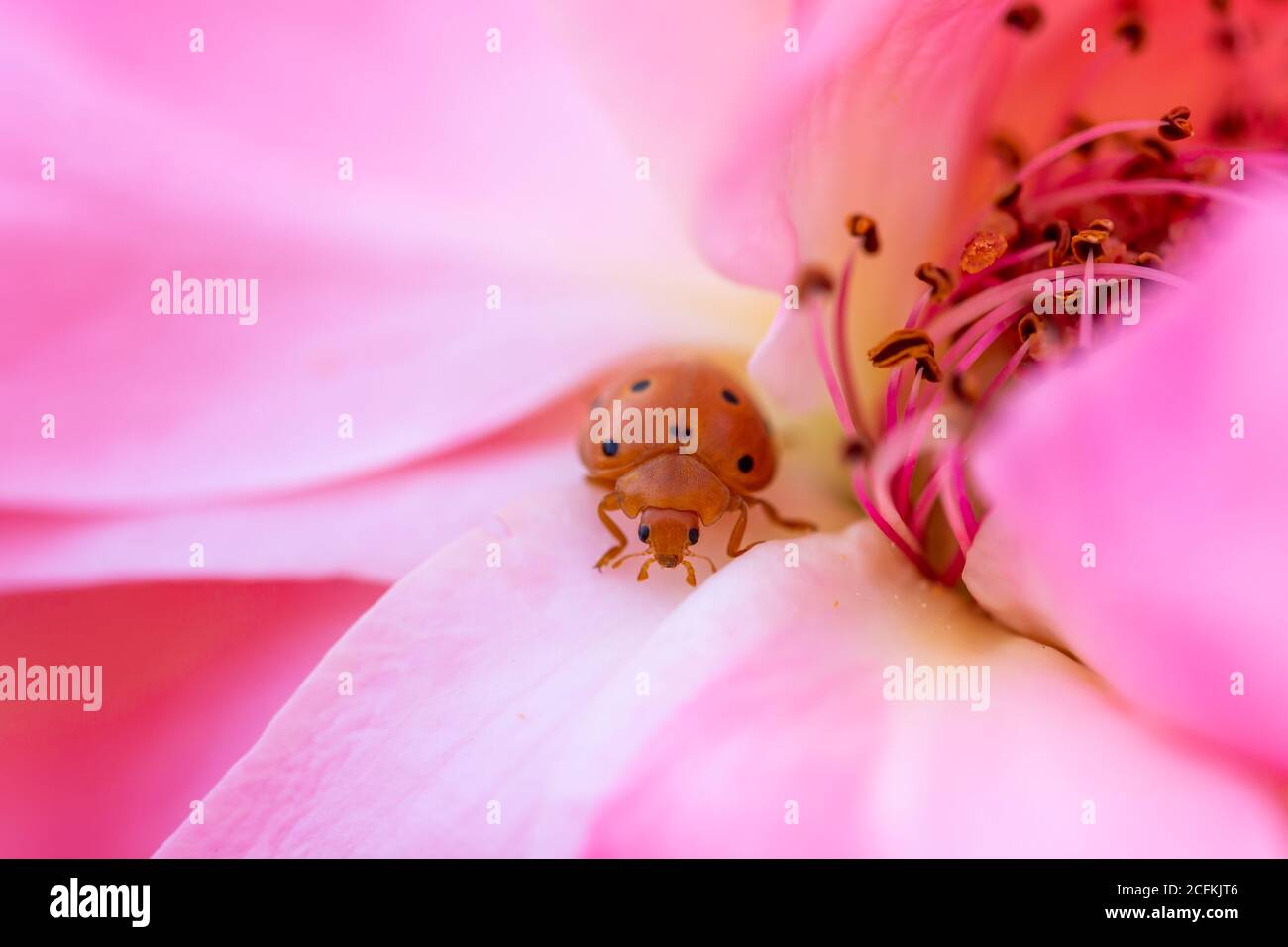 Orange colored ladybug walking among the delicate and soft pink petals of a rose Stock Photo