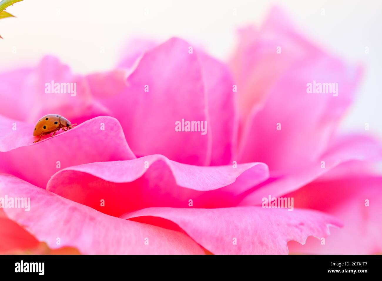 Orange colored ladybug walking among the delicate and soft pink petals of a rose Stock Photo