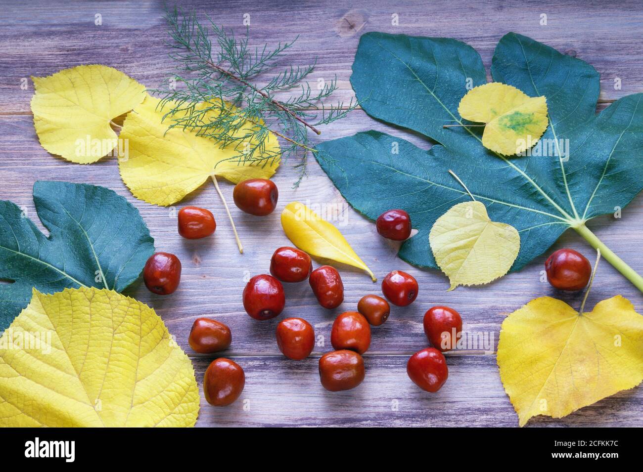 Autumn background. Bright yellow and green leaves and jujube fruits