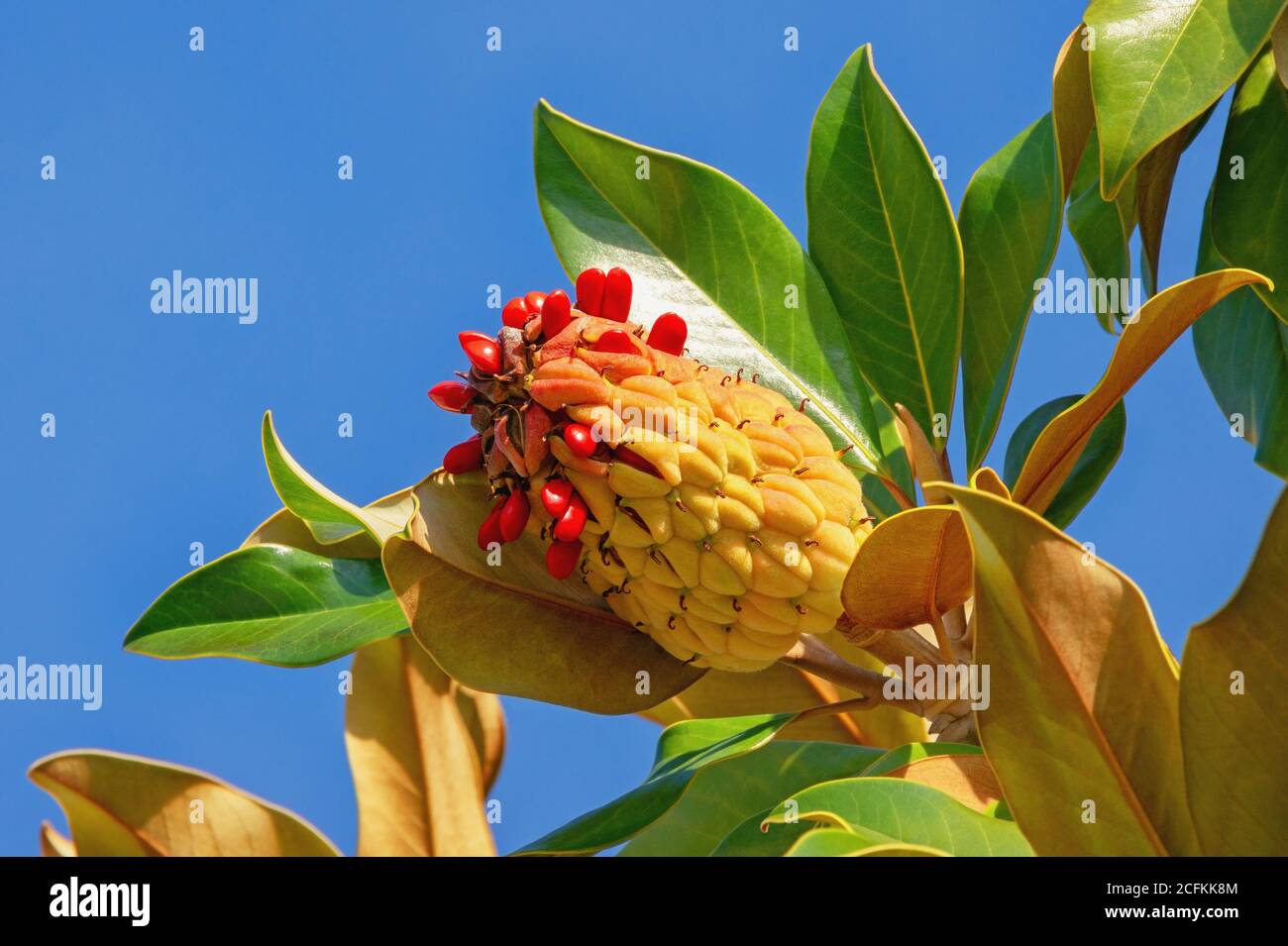 Autumn. Branch of a Magnolia grandiflora tree with leaves, fruit and seeds against blue sky Stock Photo