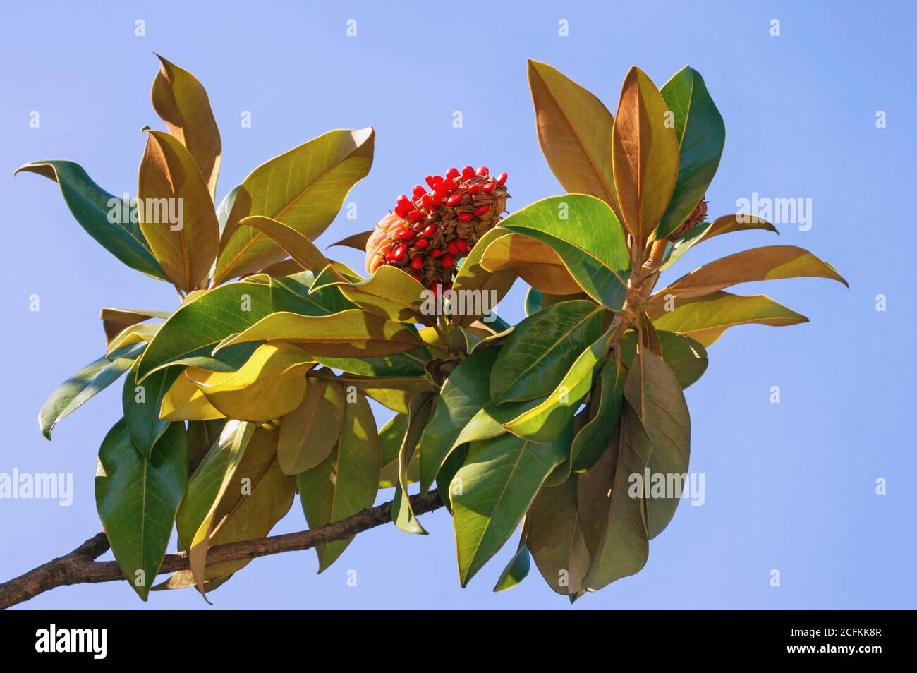 Autumn. Branch of  magnolia tree ( Magnolia grandiflora ) with leaves and one fruit with seeds against blue sky on sunny day Stock Photo