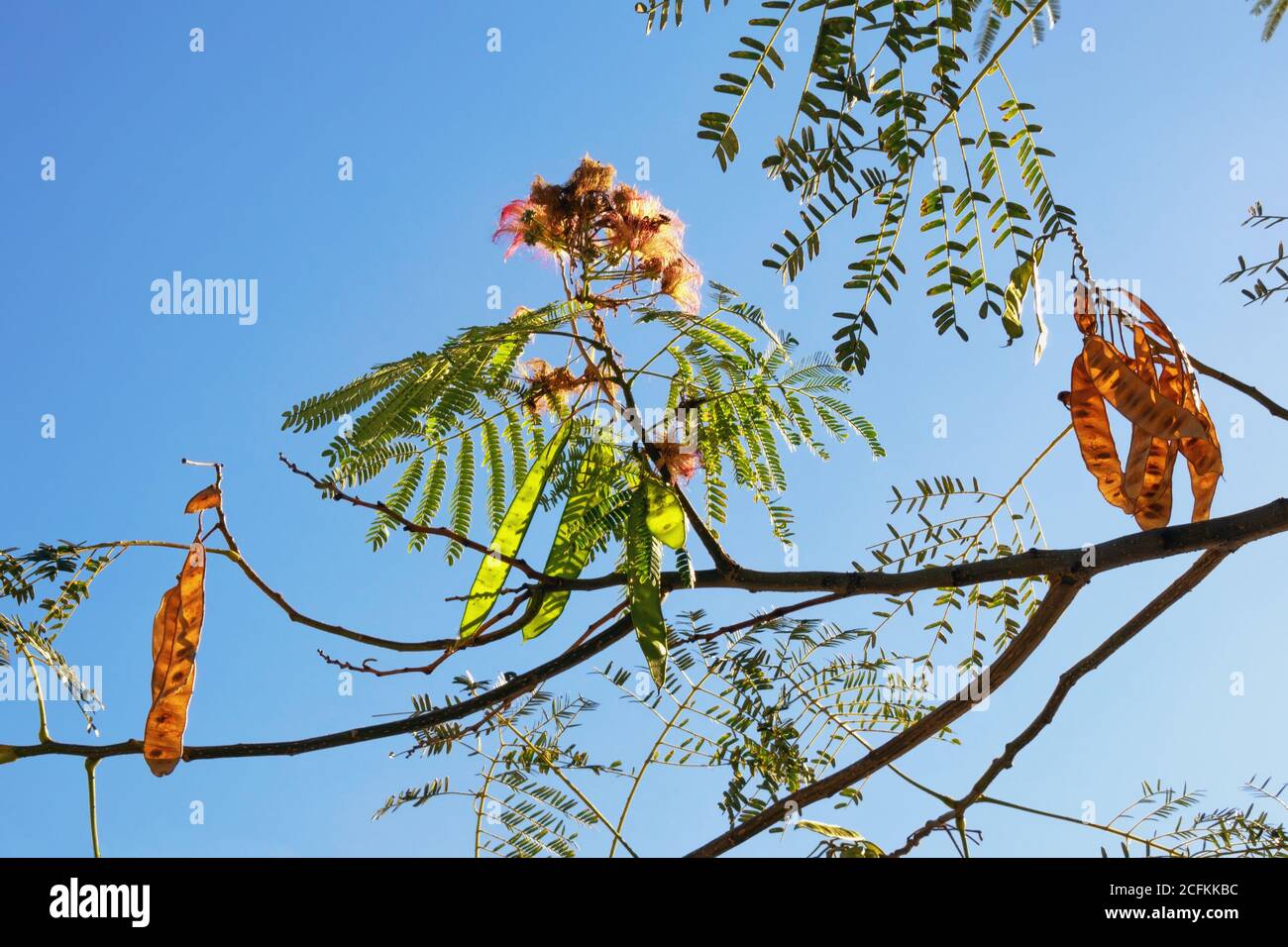 Autumn. Branch of Albizia julibrissin tree ( Persian silk tree or pink silk tree) -   foliage, flowers and immature fruit against blue sky Stock Photo