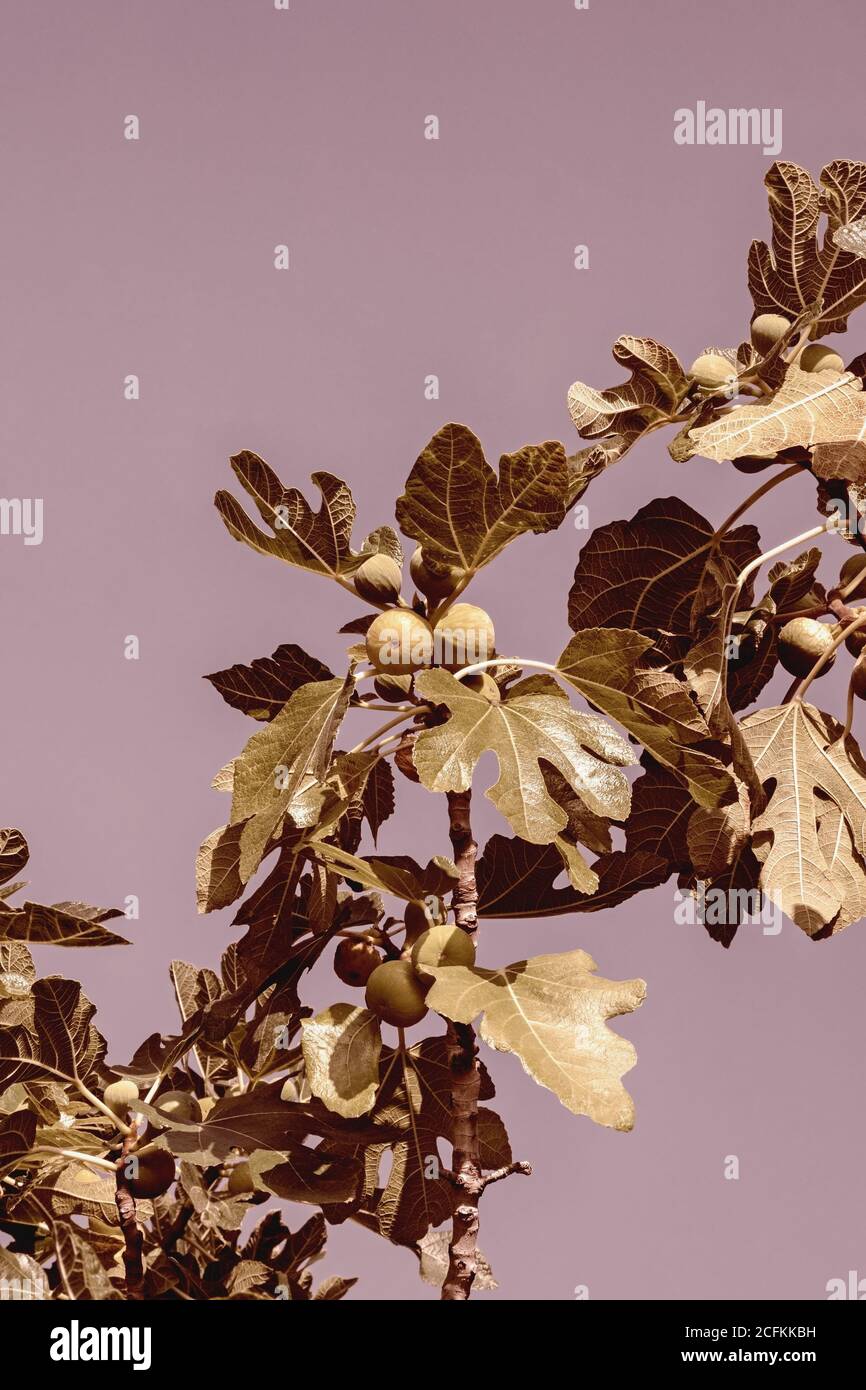 Decorative background with branch of fig tree with leaves and fruits