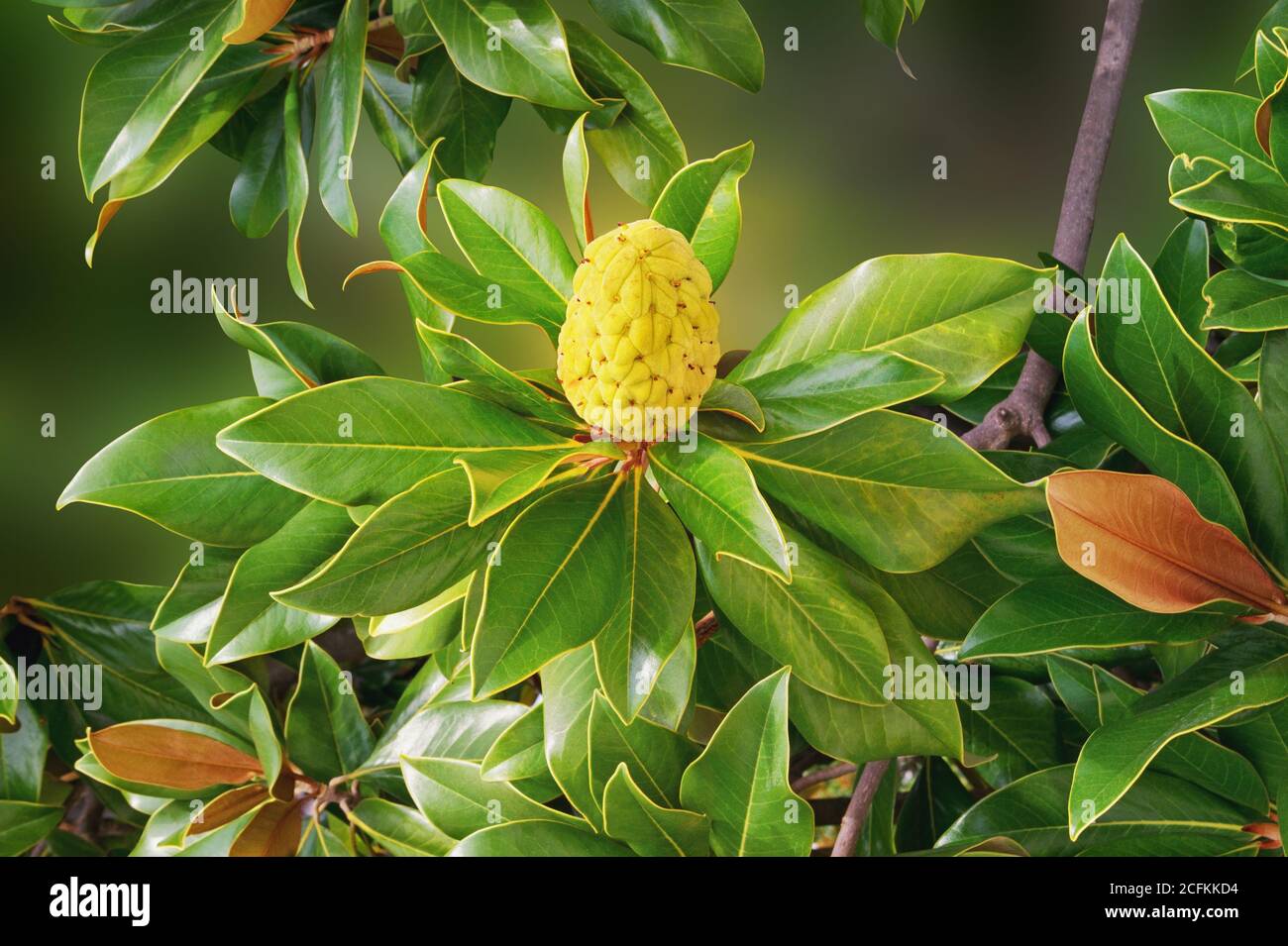 Autumn. Branch of  magnolia tree ( Magnolia grandiflora ) with leaves and one fruit Stock Photo