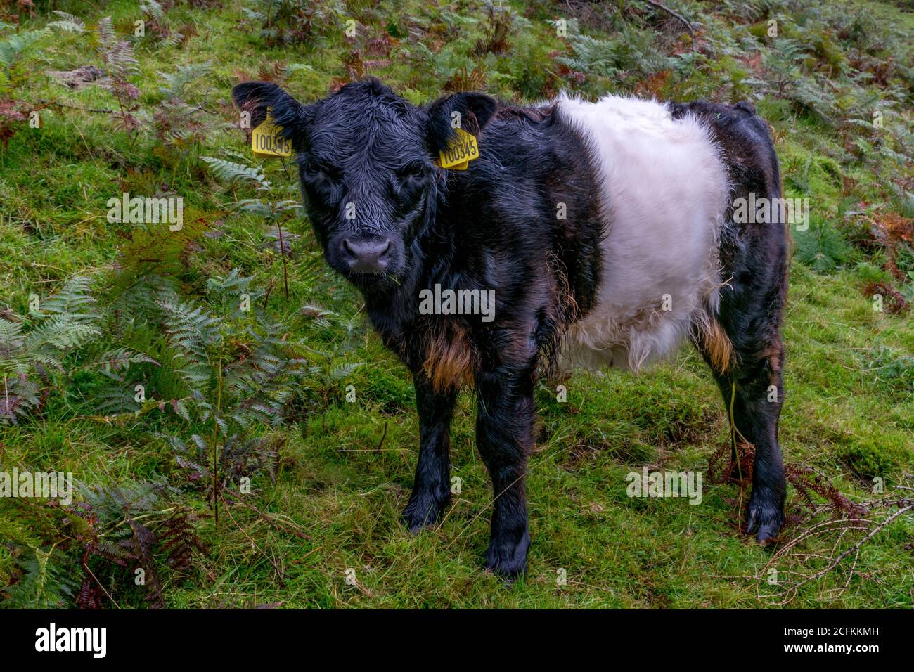 Single black and white calf on the green grass Stock Photo