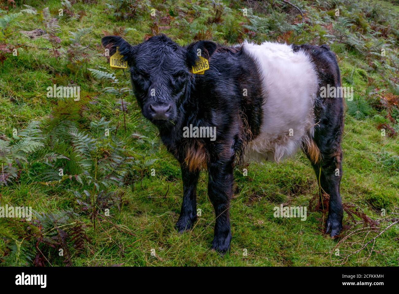 Single black and white calf on the green grass Stock Photo - Alamy
