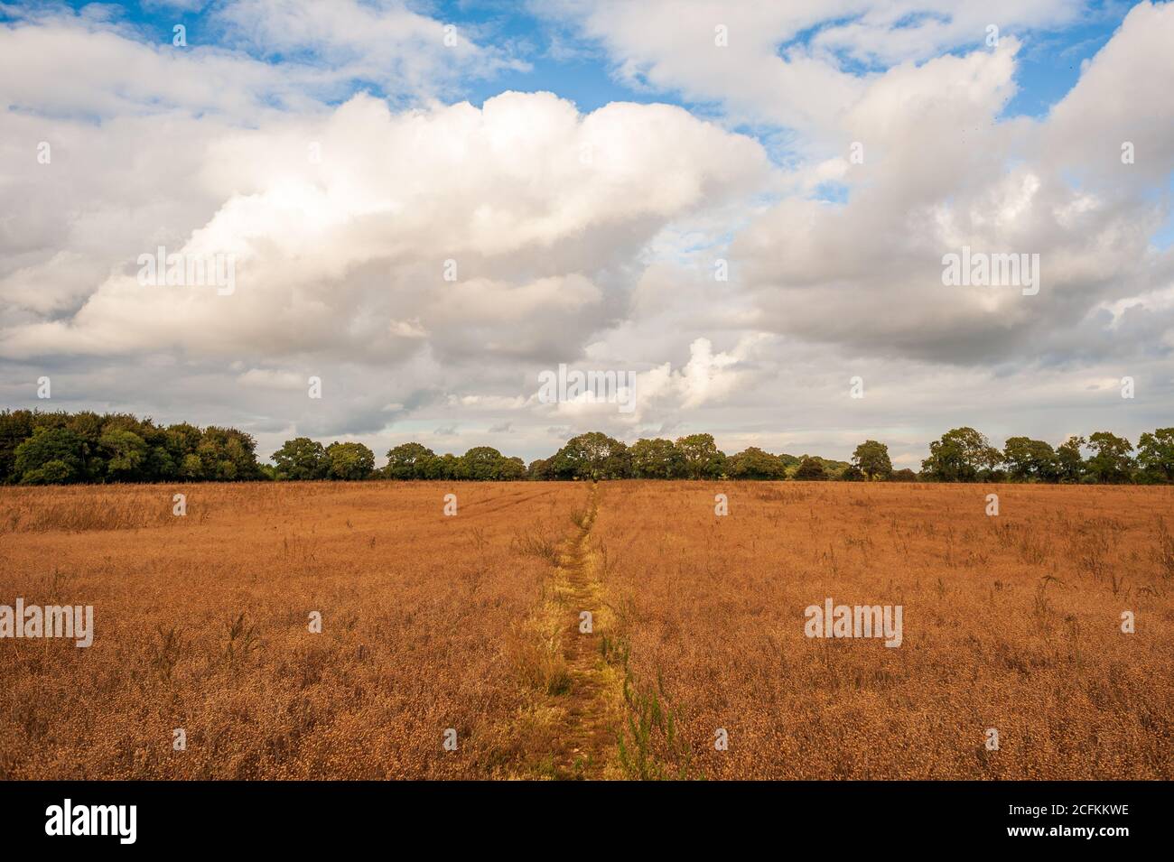 Whitsbury, Hampshire, UK, 6th September 2020, Weather: An autumnal feelin on Sunday afternoon but feeling warm with the prospect of a very warm week ahead. Arable farmland exudes autumn colours under fluffy white clouds and blue sky. Credit: Paul Biggins/Alamy Live News Stock Photo