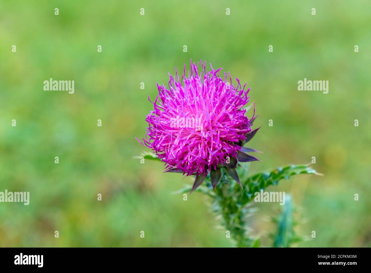 Close-up bright pink flower of melancholy thistle on a green natural background Stock Photo