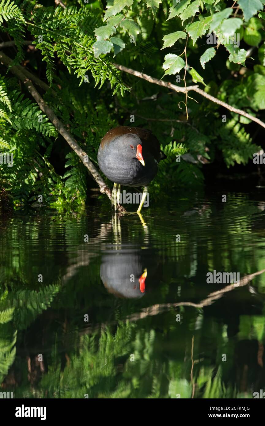 Moorhen (Gallinula chloropus) in luscious foliage at the edge of a disused canal Stock Photo