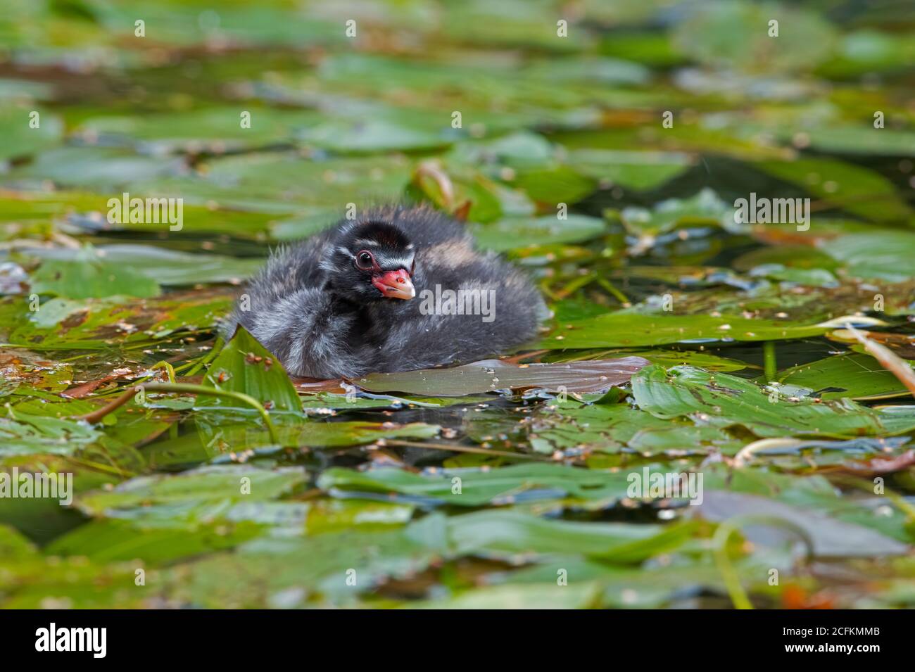 Little Grebe (Tachybaptus ruficollis) chick in a disused canal thick with vegetation Stock Photo