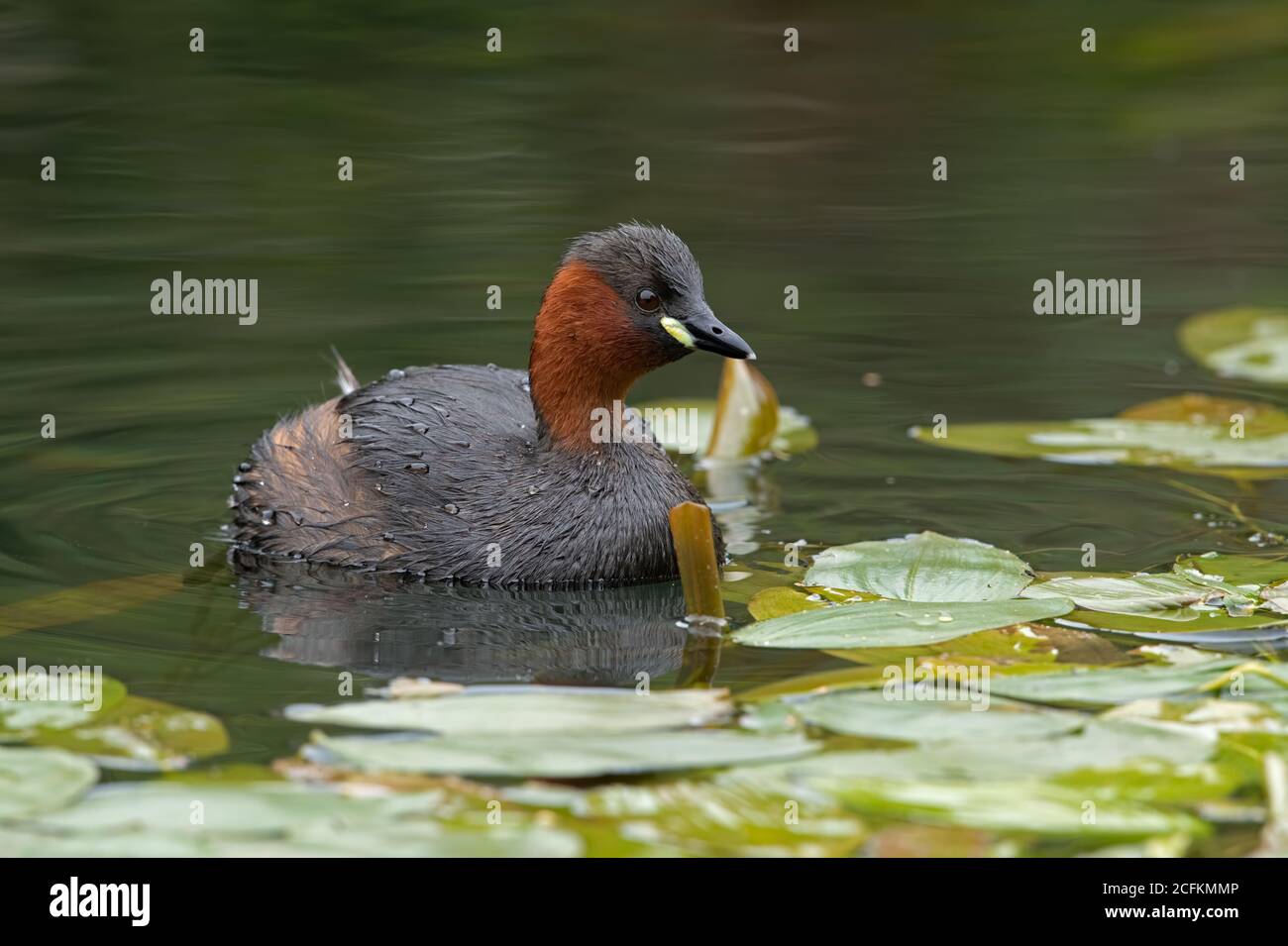 Little Grebe (Tachybaptus ruficollis) in a disused canal thick with vegetation Stock Photo