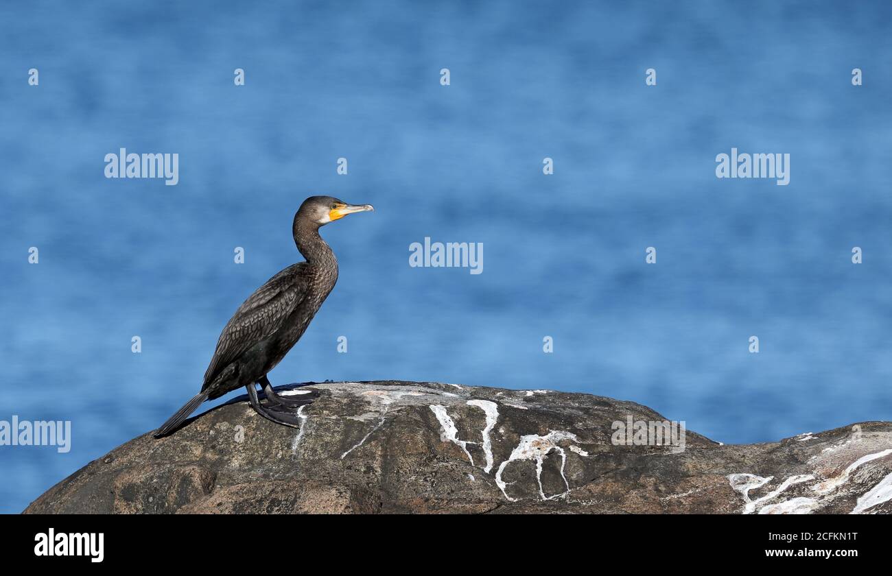 Great cormorant, standing on rock Stock Photo Alamy