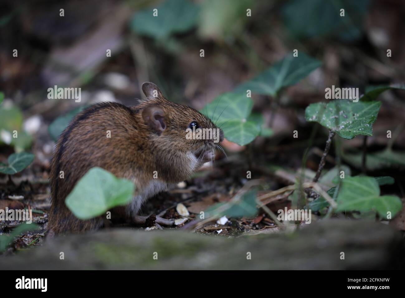 A field mouse in the wild.Apodemus agrarius Stock Photo - Alamy