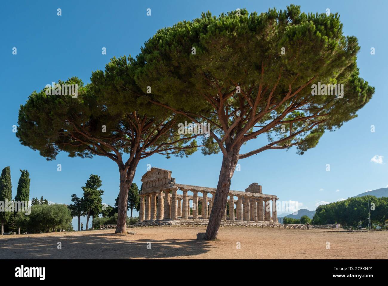 Ancient Greek Temple of Athena or Ceres in Paestum, Italy with Doric Columns and  Olve Trees Stock Photo