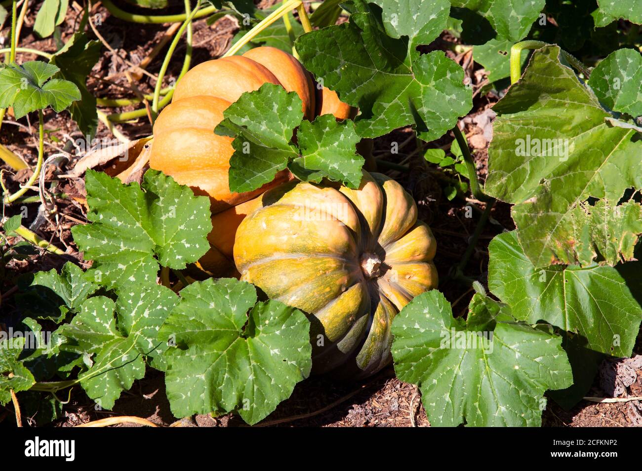 A pumpkin ready to harvest in a Cape Cod garden. Stock Photo