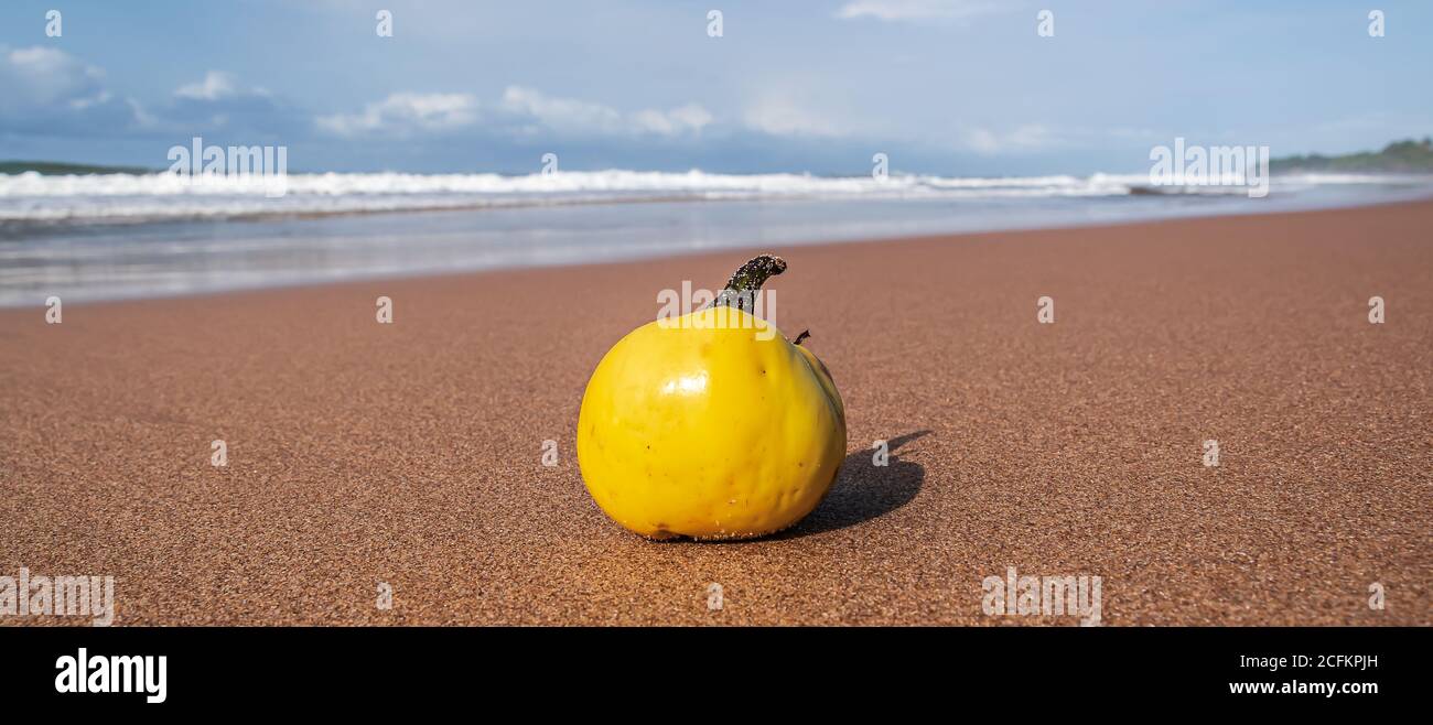A yellow fruit lies on the beach in Ghana West Africa Stock Photo