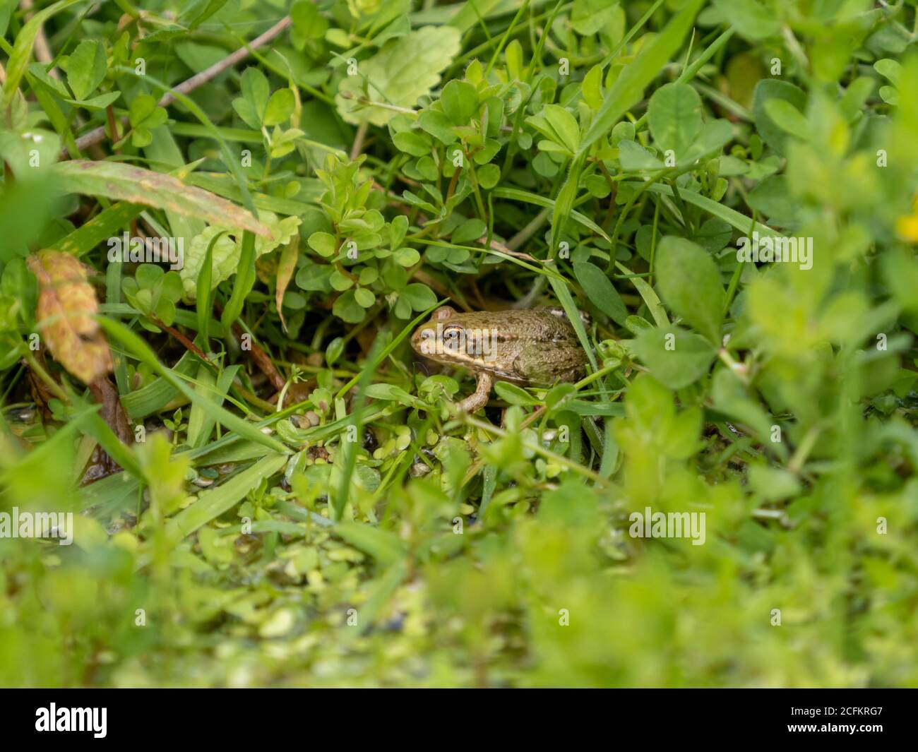 Juvenile Marsh Frog (about 2-3cm)  Sitting on the Edge of a Pond Stock Photo