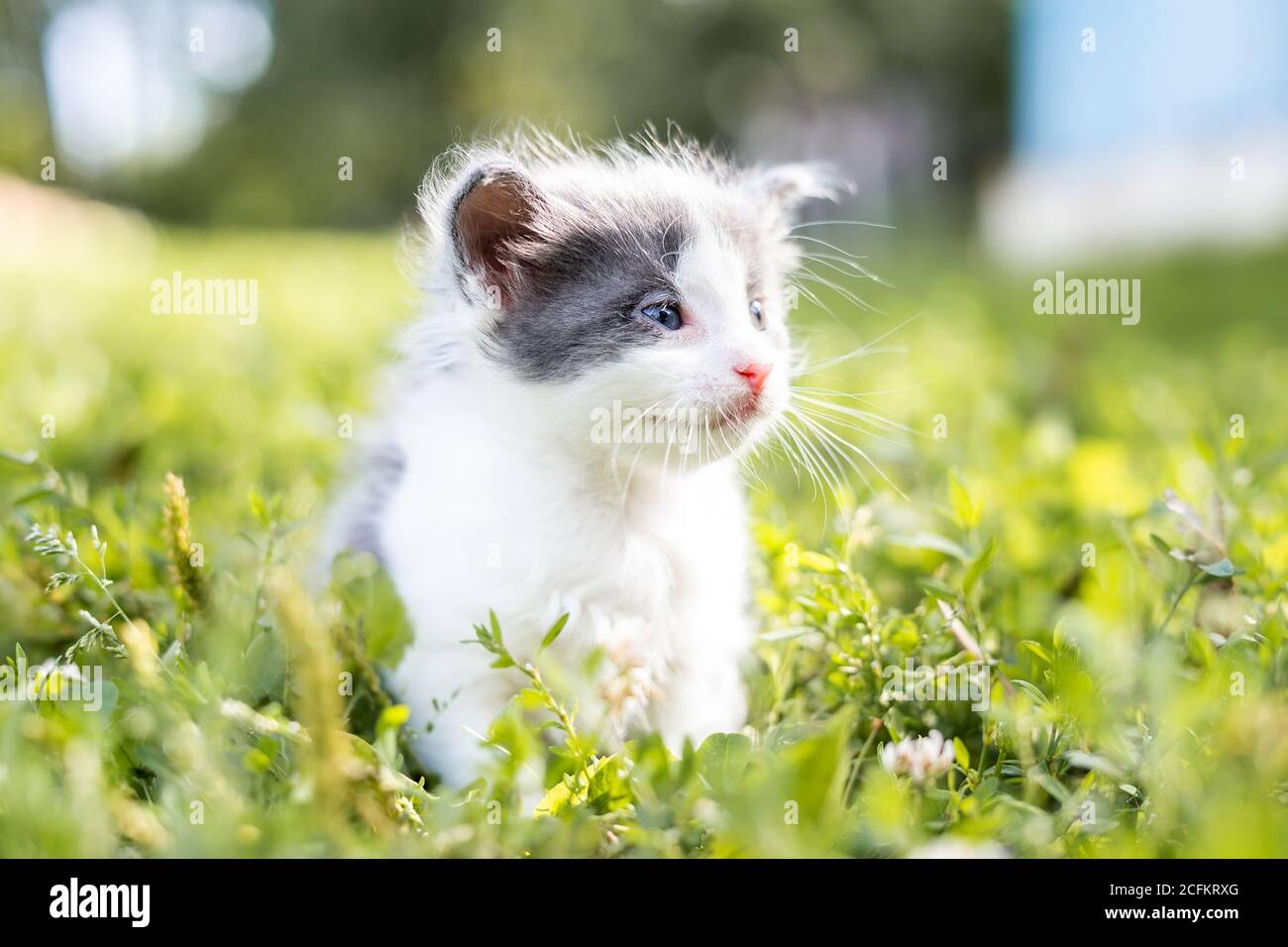 Little cute fluffy gray kitten in green grass on a summer day. Portrait ...